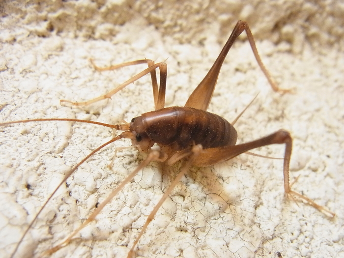 カマドウマ 写ればおっけー コンデジで虫写真 カマドウマ 写ればおっけー コンデジで虫写真