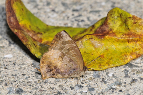 a0214490_1722222.jpg