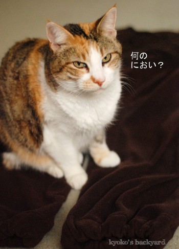 部屋着パンツの裾上げ&ゴム入れ(と猫の反応)_b0253205_35726.jpg