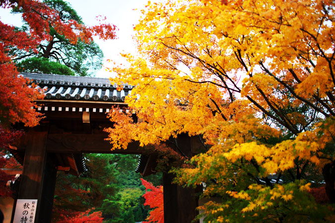 京都　永観堂の紅葉とライトアップ1_a0263109_2372720.jpg
