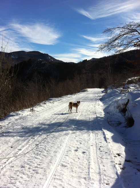 クマと雪の山歩き_c0222316_18271724.jpg