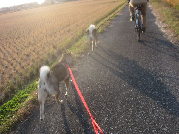 真っ暗な中の自転車散歩_f0143123_9473314.jpg