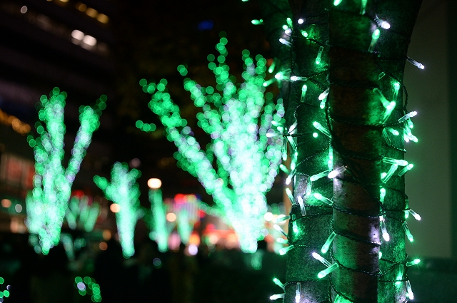 12月15日小石川植物園ワークショップのお知らせ_f0050534_12043070.jpg