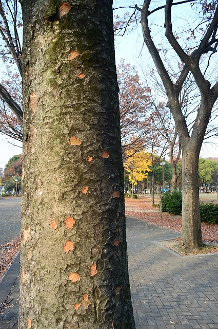 12月15日小石川植物園ワークショップのお知らせ_f0050534_12043742.jpg
