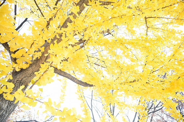 名古屋みそかつ煮込み鍋by Nikon Df_f0050534_21005053.jpg