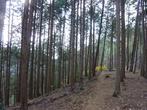 12/4（水） 城山北東尾根から高尾山へ_b0298935_0113363.jpg