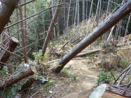 12/4（水） 城山北東尾根から高尾山へ_b0298935_0114982.jpg