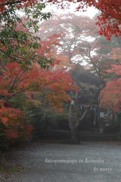 霧の鍬山神社_a0207736_23423070.jpg