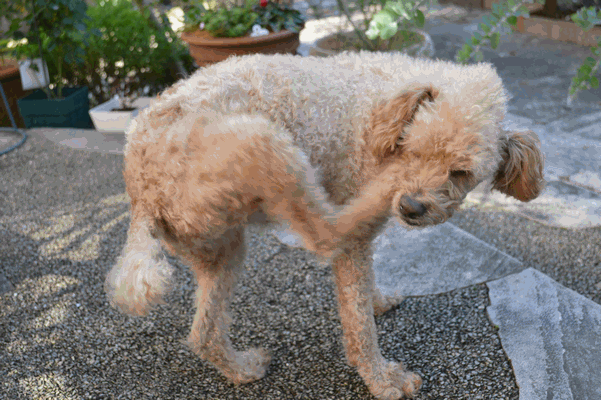 c0136736_18394317.gif