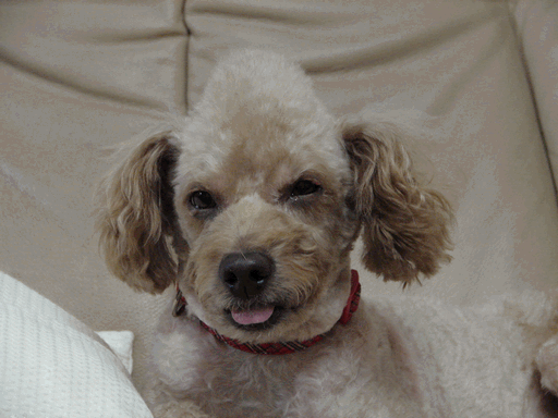 c0136736_18561819.gif