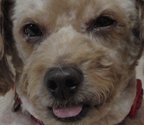 c0136736_18562880.gif