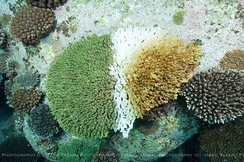 口永良部島のサンゴ調査、ついでに湯瀬！！_b0186442_1656542.jpg