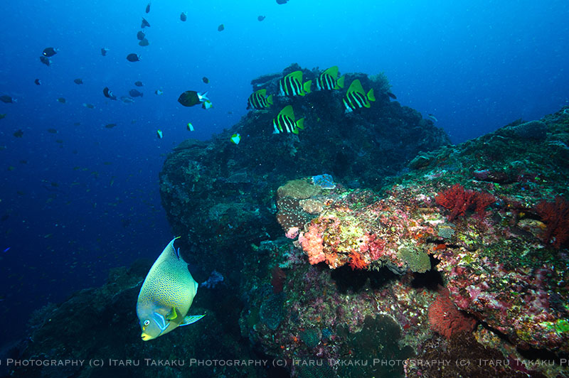 硫黄島、竹島、ヤクロ瀬!_b0186442_19564150.jpg