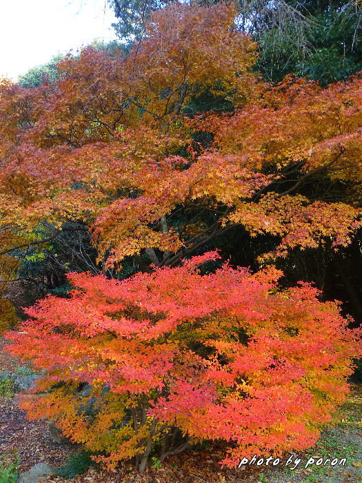 山田池公園の秋色も最終段階になってきました。（その３）_c0137342_16462916.jpg