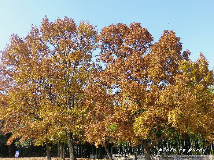 山田池公園の秋色も最終段階になってきました。（その３）_c0137342_17164290.jpg