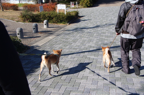 朝の光は　柴犬を淡く見せるよね♪_f0245650_11211965.jpg