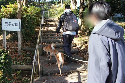 朝の光は　柴犬を淡く見せるよね♪_f0245650_11253674.jpg