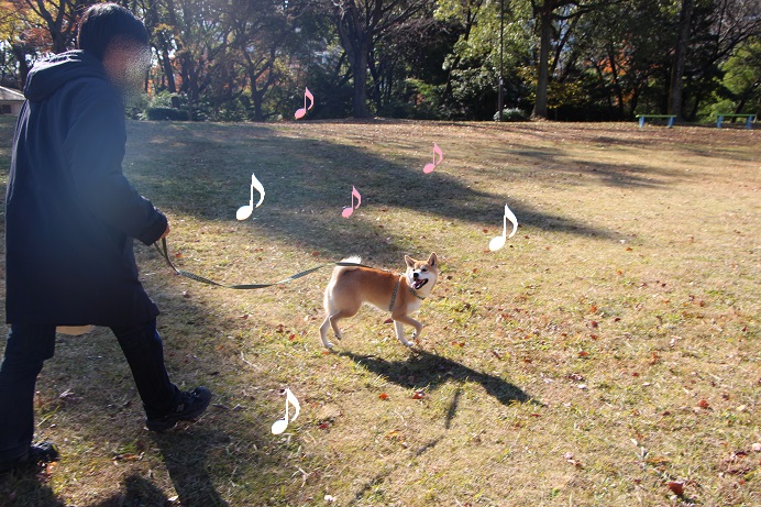 朝の光は　柴犬を淡く見せるよね♪_f0245650_11294098.jpg