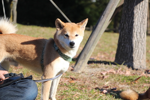 朝の光は　柴犬を淡く見せるよね♪_f0245650_11322756.jpg