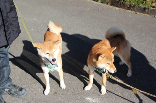 朝の光は　柴犬を淡く見せるよね♪_f0245650_11332023.jpg