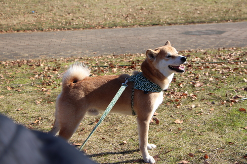 朝の光は　柴犬を淡く見せるよね♪_f0245650_11354888.jpg