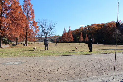 朝の光は　柴犬を淡く見せるよね♪_f0245650_1138207.jpg