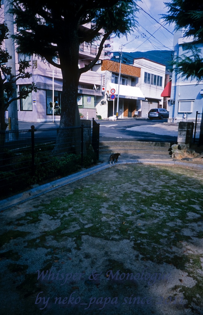 本日のネコ（フィルム）_e0190554_18461327.jpg