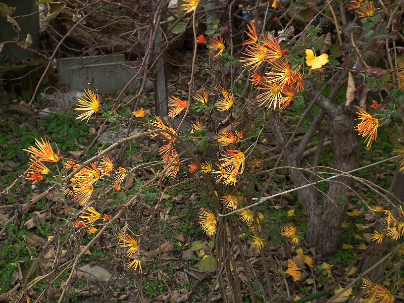 a0018655_20255638.jpg