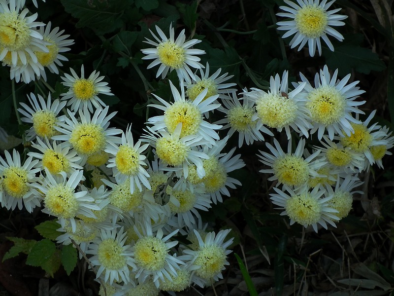 a0018655_20264546.jpg