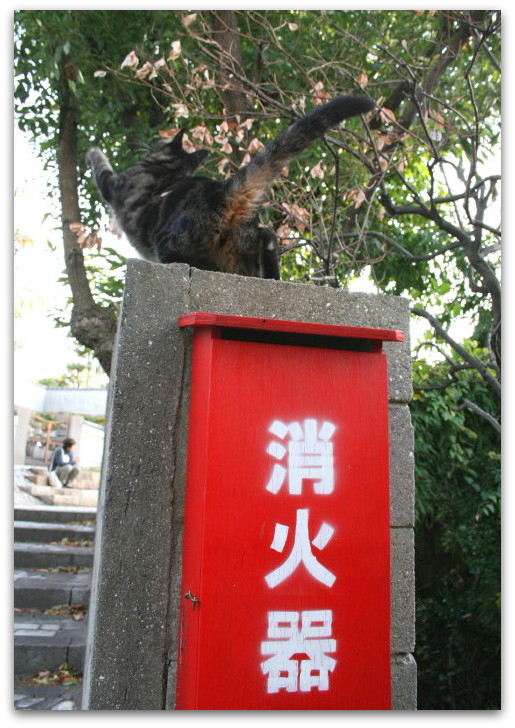 鞆の浦の猫たち 「ニャンコさんのオタケビ！？」_a0317955_14591531.jpg