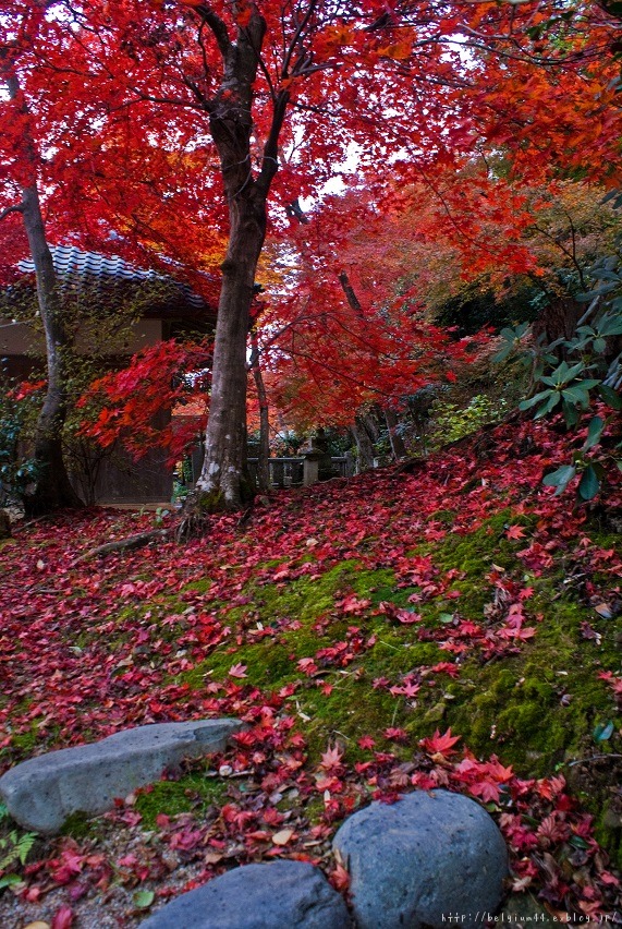 ２０１３紅葉～直指庵_f0102363_1355183.jpg