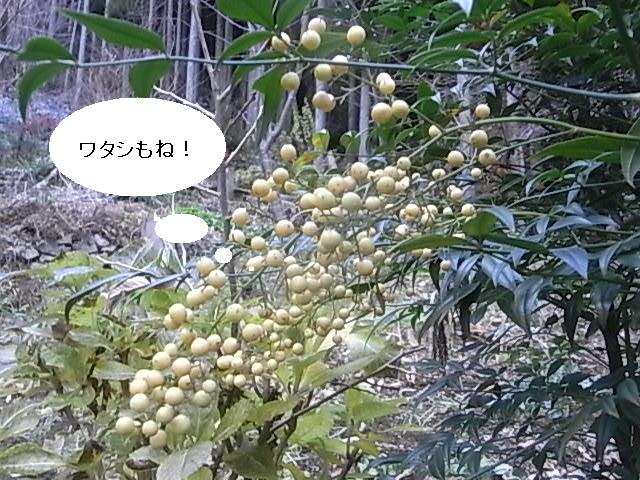 a0146070_8114323.jpg