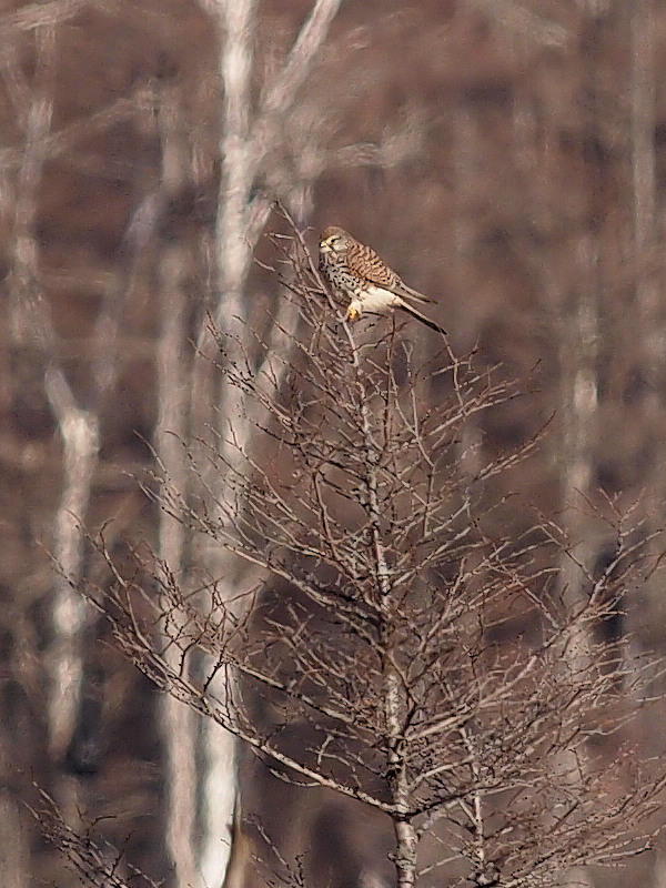 f0055184_20223119.jpg