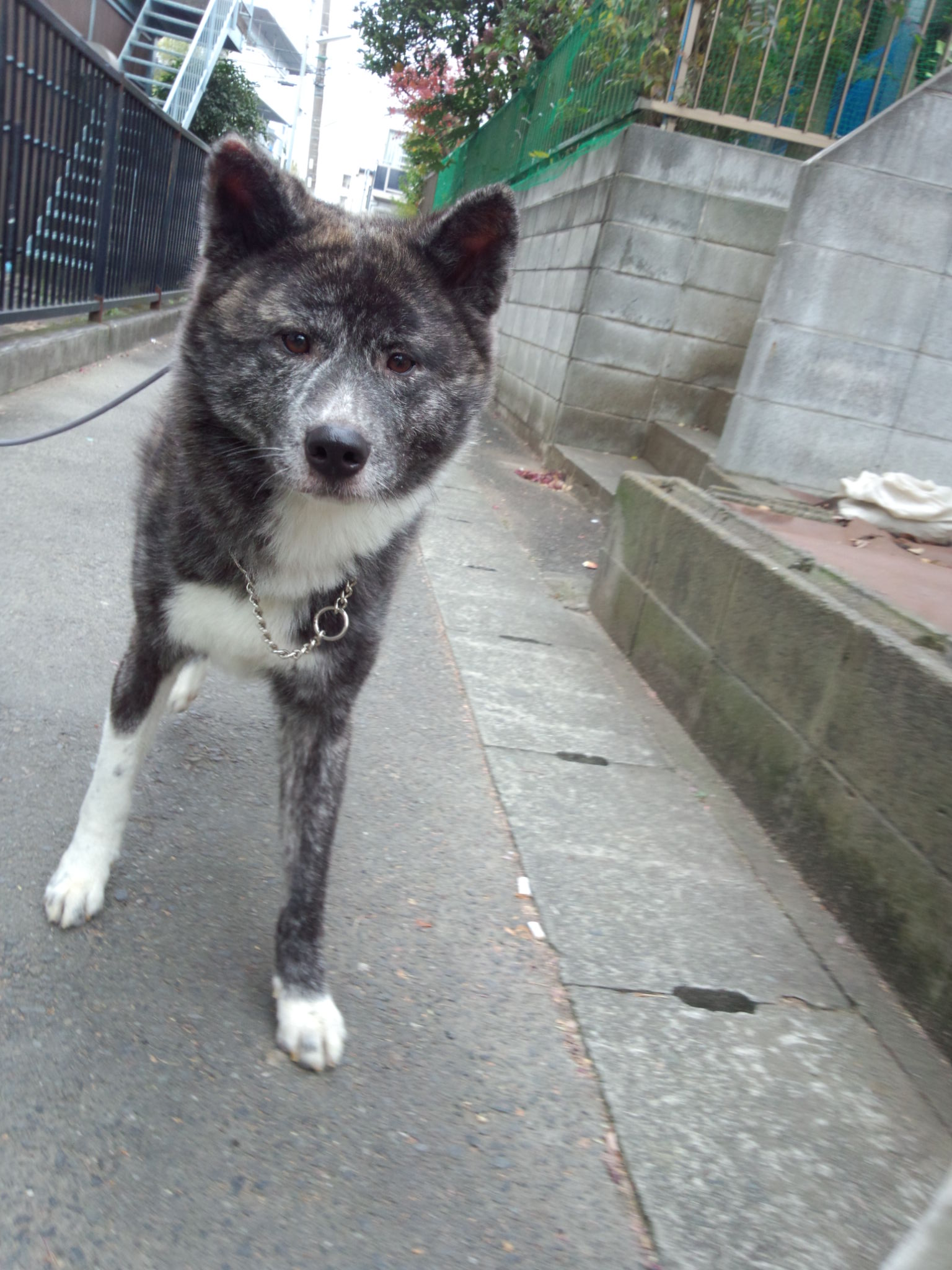 赤虎_e0297387_13134238.jpg