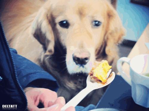 b0146688_12121399.gif