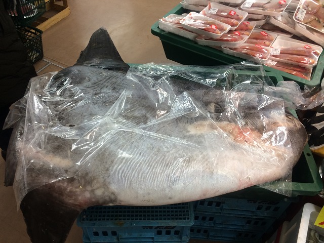 マンボウ_d0268290_10261187.jpg