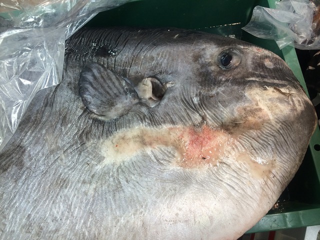 マンボウ_d0268290_10262576.jpg