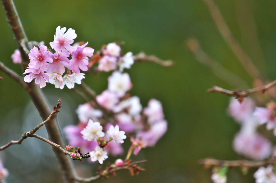 ジュウガツザクラ（十月桜）_d0248494_21241484.jpg