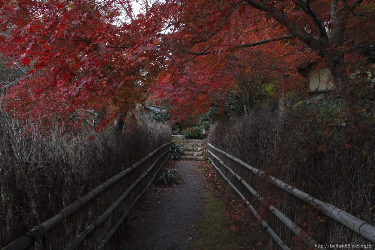 直指庵・2013紅葉_f0095094_22291334.jpg