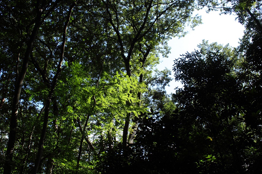 e0102806_1231796.jpg