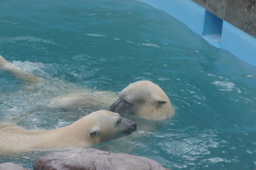 椋（ムク）・男鹿水族館_d0253009_2221121.jpg