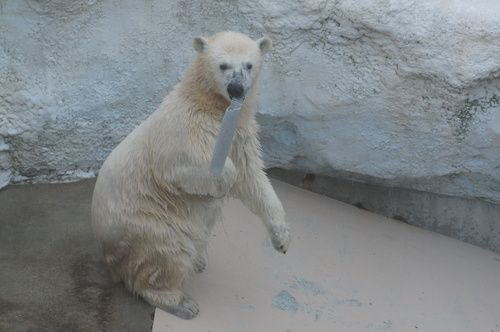 椋（ムク）・男鹿水族館_d0253009_2275535.jpg