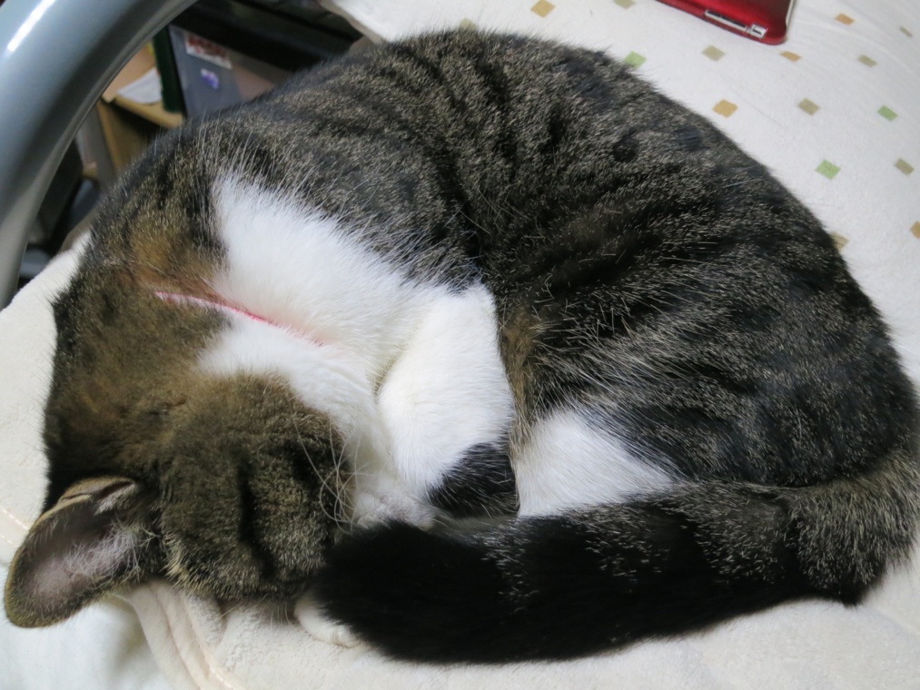 【猫】我が儘で?_f0141609_2316089.jpg