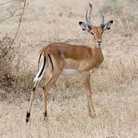 ブラジルW杯ベスト１６チームを動物に例えると？：最後は百獣の王ライオンが生き残る？_e0171614_16494576.jpg