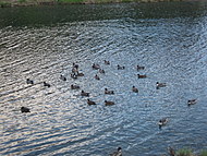 d0149223_1451596.jpg