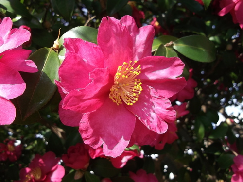 山茶花の花が満期.._b0137932_1254233.jpg