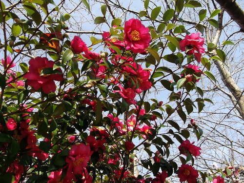 山茶花の花が満期.._b0137932_1255391.jpg