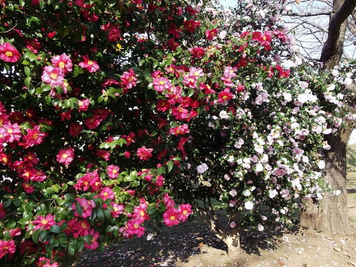 山茶花の花が満期.._b0137932_125657.jpg