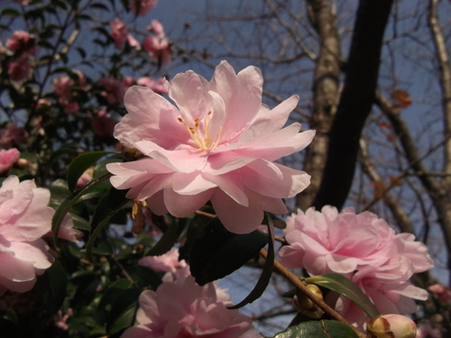 山茶花の花が満期.._b0137932_1264366.jpg