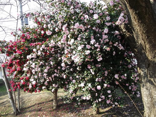 山茶花の花が満期.._b0137932_1264744.jpg
